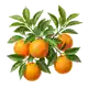 Oranger