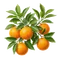 Oranger