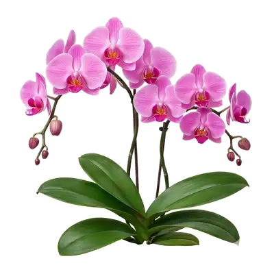 Superbe tige florale arquée d'orchidée Phalaenopsis portant une série de grandes et élégantes fleurs étalées aux allures de papillons