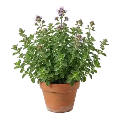 Généreuse touffe d'origan couverte de petites feuilles vertes aromatiques et de minuscules fleurs rose violacé