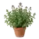 Origan