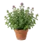 Origan