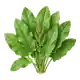 Oseille