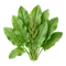 Oseille