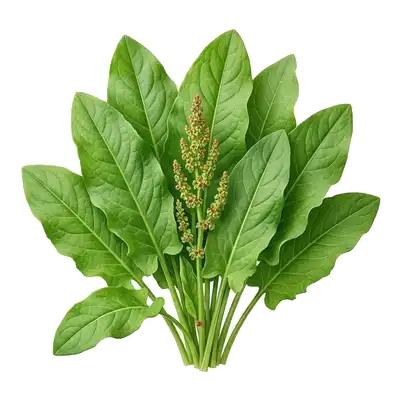 Grandes feuilles lisses et vert vif, en forme de fer de lance, caractéristiques d'un vigoureux plant d'oseille en pleine terre