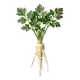 Panais
