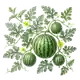 Pastèque