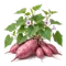 Patate Douce