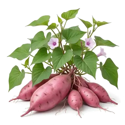 Gros tubercules de patate douce à la peau cuivrée et rosée, récoltés au pied de leur généreux feuillage rampant