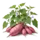 Patate Douce
