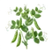 Petit Pois