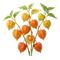 Physalis