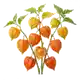 Physalis