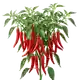 Piment de Cayenne