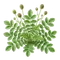 Pimprenelle