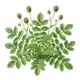 Pimprenelle