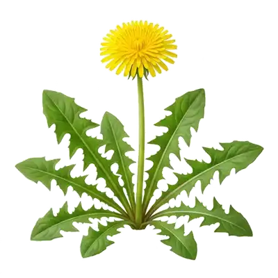 Belles et grandes feuilles de pissenlit cultivé, très tendres et profondément dentelées, étalées en rosette généreuse sur le sol