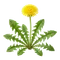 Pissenlit Cultivé