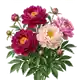 Pivoine