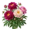 Pivoine