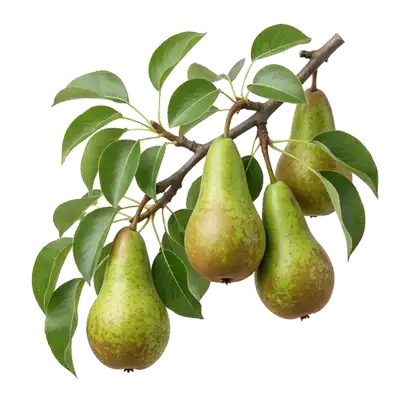 Belles poires Conférence caractéristiques avec leur silhouette allongée et leur peau verte piquetée de taches rousses, suspendues aux branches
