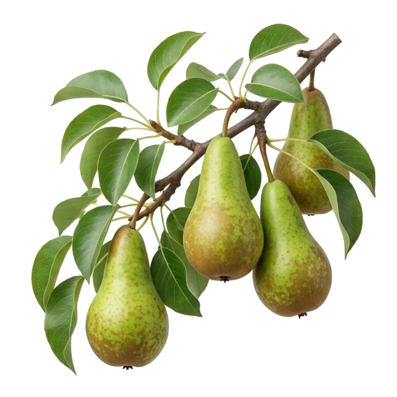 Belles poires Conférence caractéristiques avec leur silhouette allongée et leur peau verte piquetée de taches rousses, suspendues aux branches
