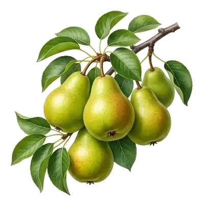 Belles poires William juteuses à la robe jaune dorée et lisse, pendant joliment aux branches d'un poirier
