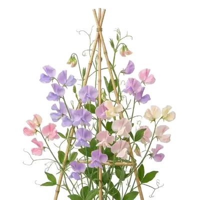 Grappes de fleurs délicates aux teintes pastel douces, s'épanouissant gracieusement sur les tiges grimpantes d'un pois de senteur