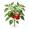 Poivron Doux
