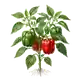 Poivron Doux