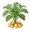 Pomme de Terre Bintje