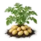Pomme de Terre Charlotte