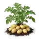 Pomme de Terre Charlotte
