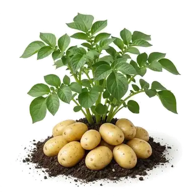 Panier rempli de pommes de terre Charlotte fraîchement déterrées, reconnaissables à leur peau jaune fine et leur forme allongée