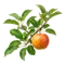 Pommier Gala