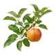 Pommier Gala
