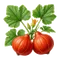 Potimarron