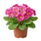 Primevère