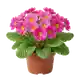 Primevère