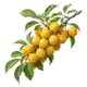 Prunier Mirabelle