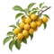 Prunier Mirabelle