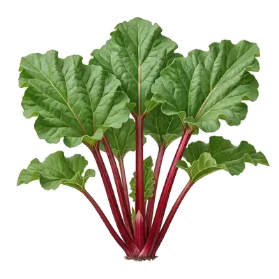 Majestueux plant de rhubarbe déployant ses immenses feuilles vertes portées par de longues tiges épaisses et rouges acidulées