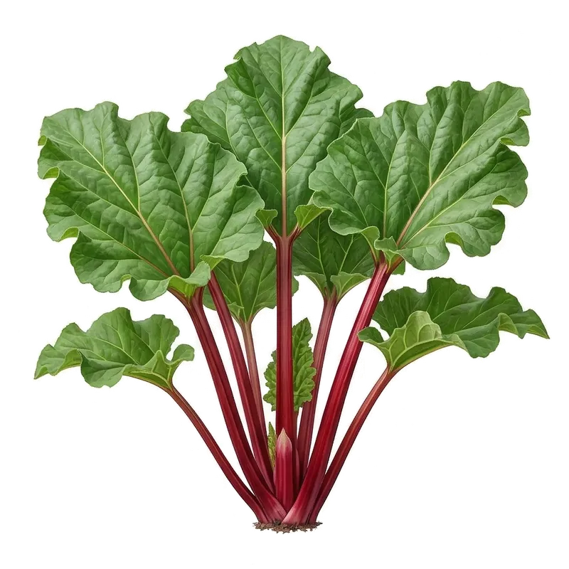 Majestueux plant de rhubarbe déployant ses immenses feuilles vertes portées par de longues tiges épaisses et rouges acidulées