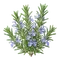 Romarin