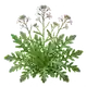 Roquette