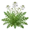Roquette