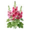 Rose Trémière