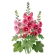 Rose Trémière
