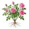 Rosier Buisson