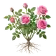 Rosier Buisson